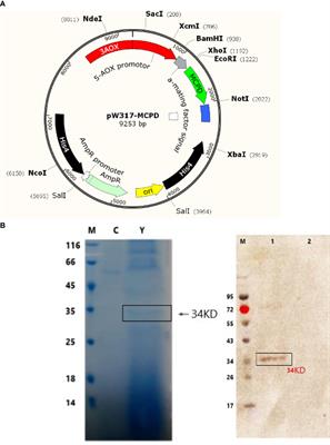 Oral Vaccination With Recombinant Pichia pastoris Expressing Iridovirus Major Capsid Protein Elicits Protective Immunity in Largemouth Bass (Micropterus salmoides)